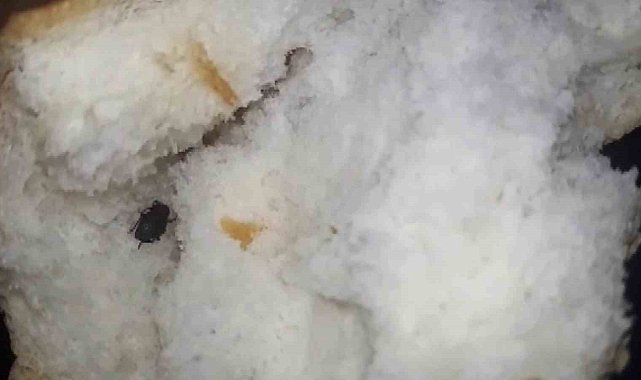 Ekmeğin içerisinden böcek çıktı