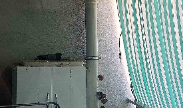 Elazığ Belediyesi minik Ahsen'in hayvan sevgisini karşılıksız bırakmadı