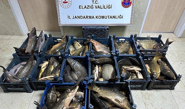 Elazığ'da 1 ton kaçak balık ele geçirildi