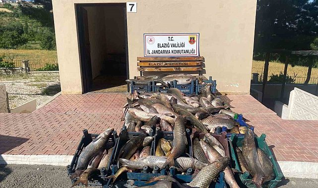Elazığ'da 6,5 ton kaçak avlanmış balık ele geçirildi