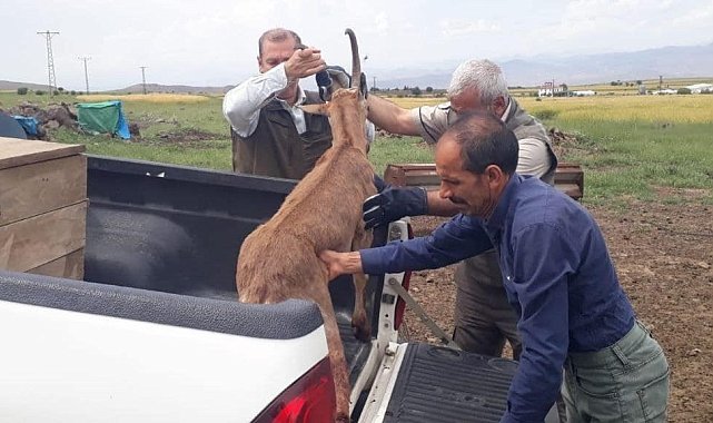 Elazığ'da bitkin halde bulunan dağ keçisi koruma altına alındı