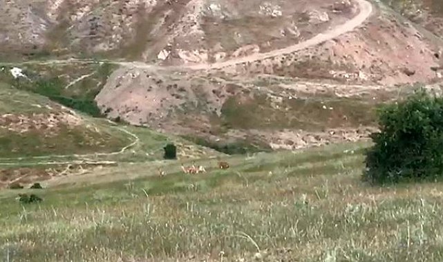 Elazığ'da dağ keçileri şehir merkezine indi
