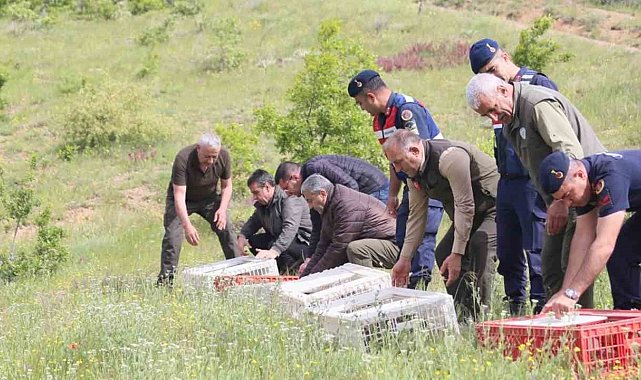 Elazığ'da doğaya keklik salımı yapıldı