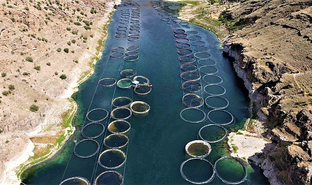 Elazığ'dan dünyaya Türk somonu: İhracat yüzde 100 artarak 60 milyon dolara ulaştı