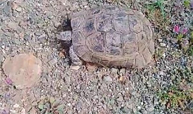 Elazığlı vatandaşın 'kaplumbağa' ile sohbeti gülümsetti
