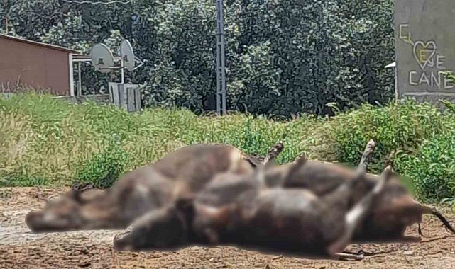 Erzincan'da çıkan yangında 5 büyükbaş hayvan telef oldu