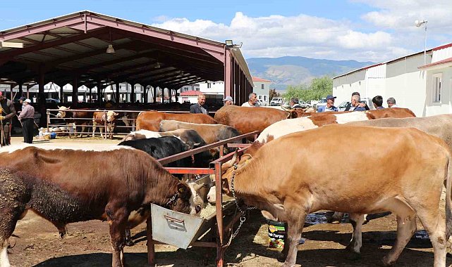 Erzincan'da vatandaşlar kurbanlık almak için arefe gününü bekliyor