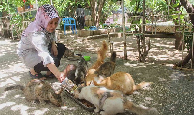 Evini sokak kedilerine açtı, sokak hayvanlarının annesi oldu