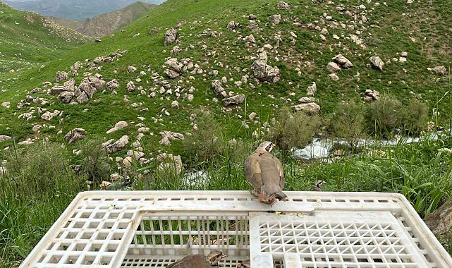 Hakkari'de 650 kınalı keklik doğaya salındı