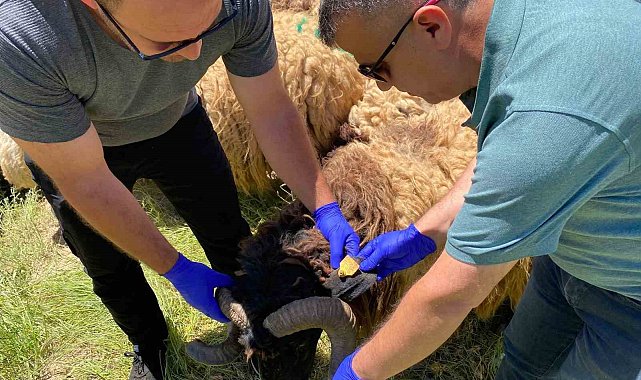 Hakkari'de kurbanlıklar sağlık taramasından geçirildi