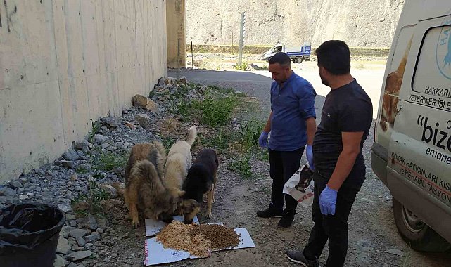Hakkari'de sokak hayvanları için sakatat bırakıldı