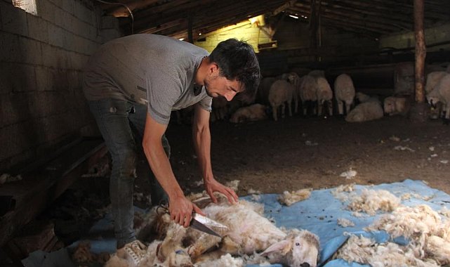 Havaların ısınmasıyla koyun kırkma mesaisi başladı