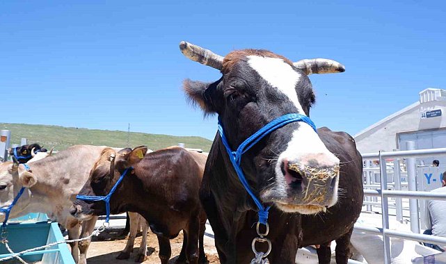 Hayvan pazarında hareketlilik
