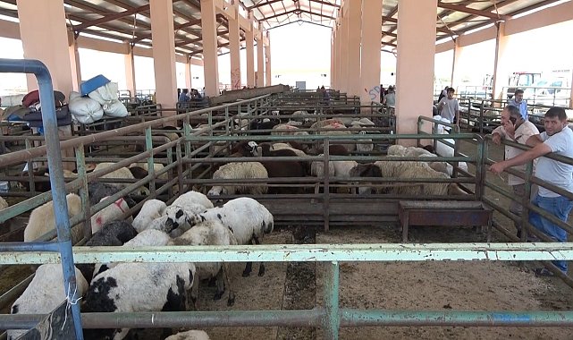 Hayvan pazarında sıkı pazarlıklar devam ediyor