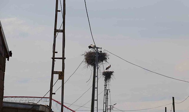 Iğdır'da leylek yuvasının hane sayısından çok olduğu köy havadan görüntülendi
