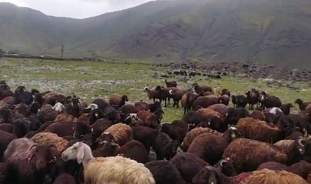 Iğdır'da meydana gelen selden hayvanlar son anda kurtuldu