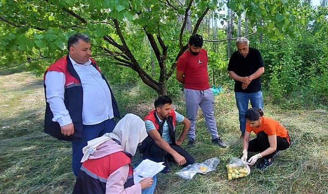 Iğdır'da yetişen ürünlerden numune alınıyor