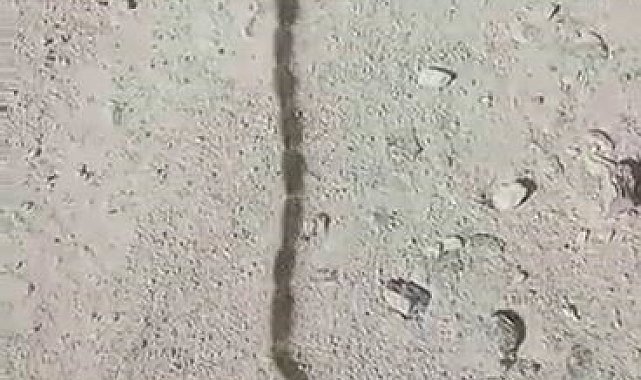 İlk görüşte yılan sandı, yaklaşınca gözlerine inanamadı