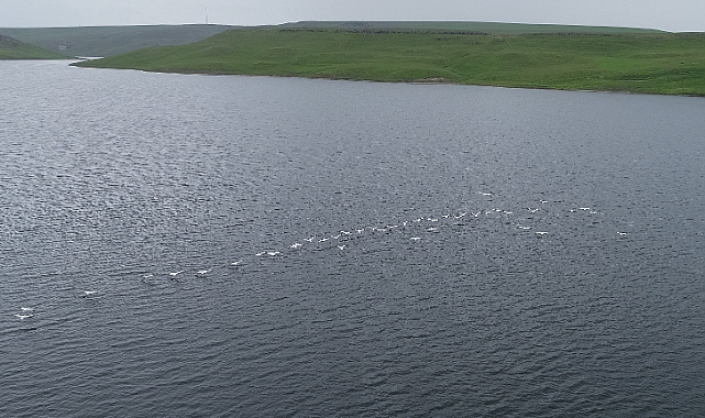 Kars Barajı pelikan sürüsünü ağırlıyor