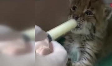 Kars’ta bulunan yavru vaşak biberonla besleniyor