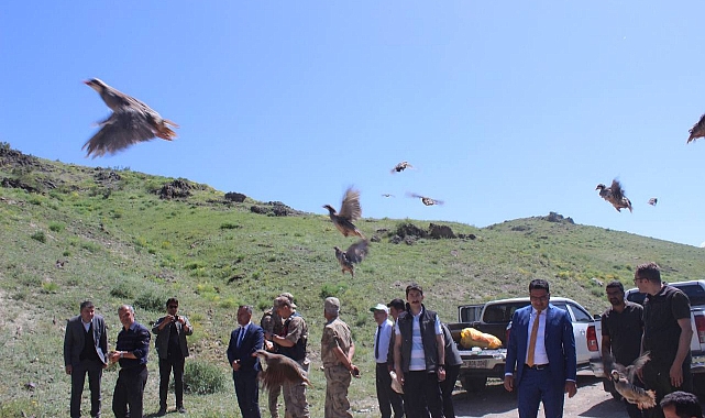 Kars'ta kınalı keklikler doğaya salındı