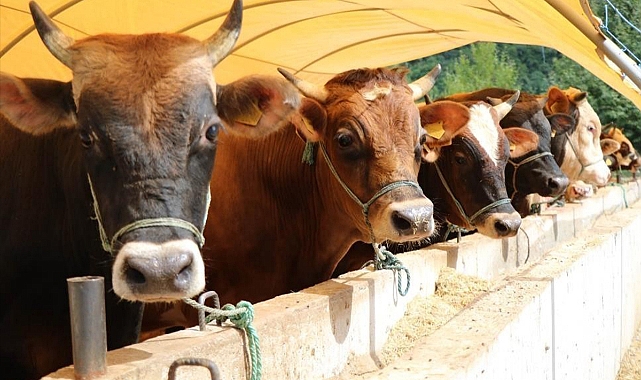 Kars'ta kurbanlık hazırlıkları başladı