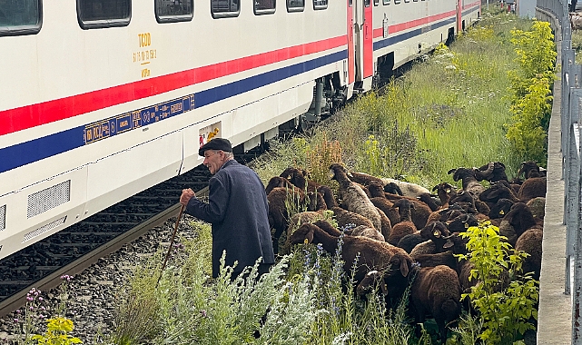 Kars'ta kurbanlıkların tren raylarında tehlikeli pazar yolculuğu