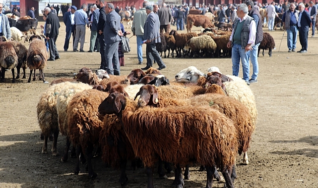 Kars'tan kurbanlık sevkleri devam ediyor