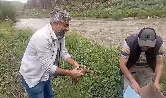 Kars'ta anne ördek yavrularıyla doğal ortama bırakıldı