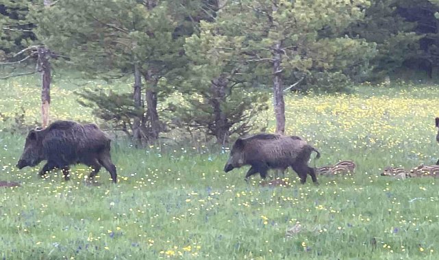 Kars&#039;ta domuz sürüsü yavrularıyla görüntülendi