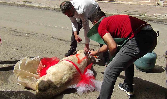 Kars'ta geline "süslü koç gönderme geleneği" sürüyor