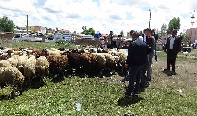 Kars'ta kurbanlık çok, alan yok