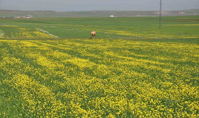 Kars'ta renk cümbüşü yaşanıyor