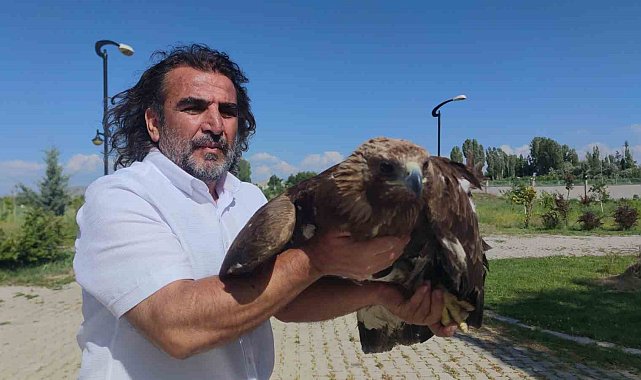 Kaya kartalı artık uçamayacak