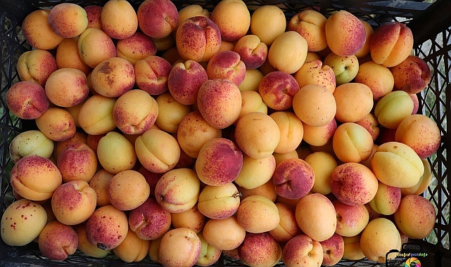 Kayısı hasadı başladı