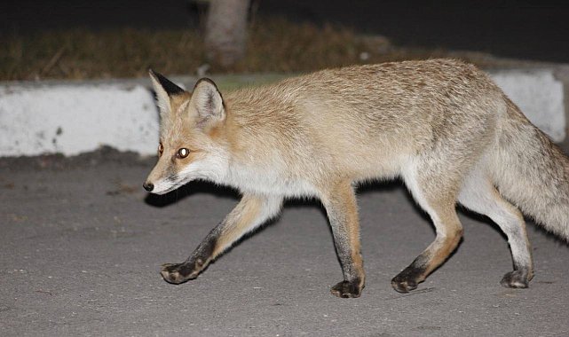 Kediyle tilkinin yemek mücadelesi yüzlerde tebessüm oluşturdu