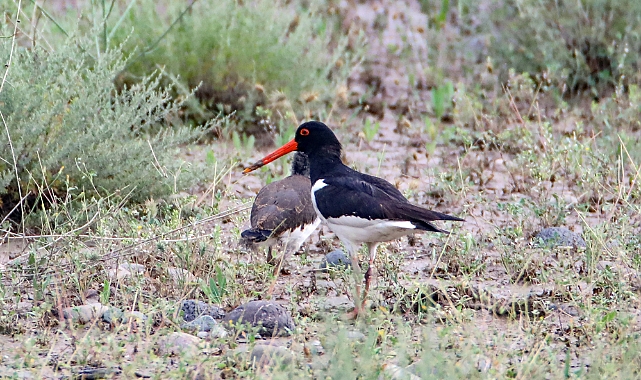 Kırmızı listedeki poyraz kuşları Iğdır'da görüntülendi
