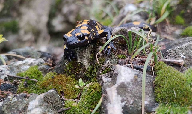 Koruma altındaki 'Benekli Semenderler' Erzincan'da görüntülendi