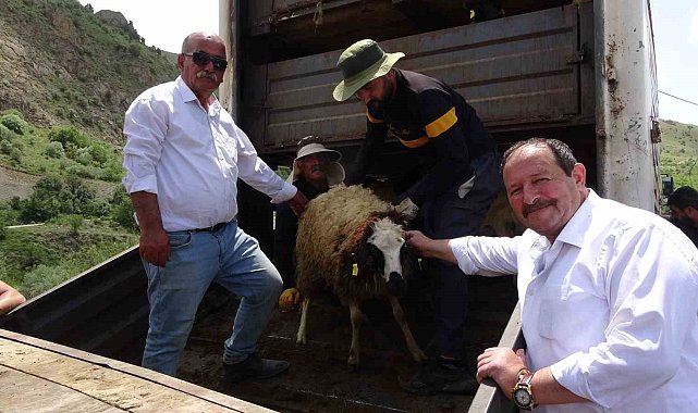 Köyüne dönmek isteyene koyun desteği