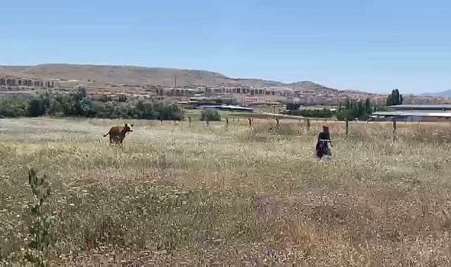 Kurban Bayramının ilk 'kaçağı' Elazığ'dan: Kurbanlık inek sahibinin omurgasını kırıp kaçtı