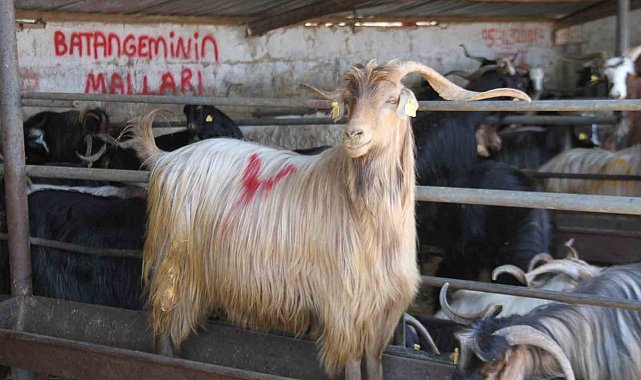 Kurbanlık satıcıları dört gözle arife ve bayramı bekliyor
