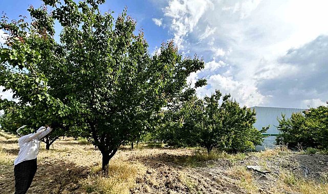 Malatya'da kayısı rekoltesinde düşüş bekleniyor