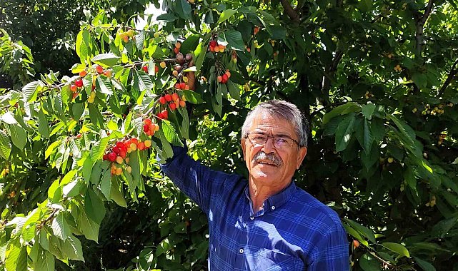 Malatyalı kiraz üreticilerinin umudu ihracatçıların gelmesi