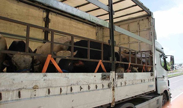 Malazgirt'te kurbanlık sevkiyatı başladı