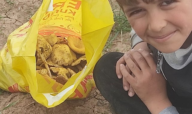 Malazgirt'te mantar bereketi