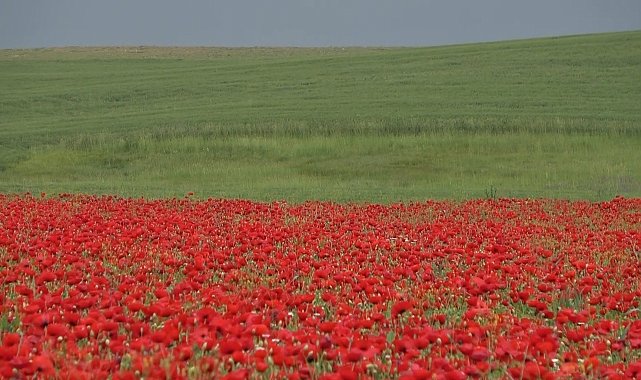 Muş Ovası'nda gelinciklerin görsel şöleni