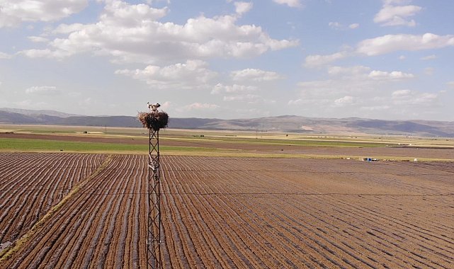 Muş Ovası'nda konaklayan leylekler büyük göçe hazırlanıyor
