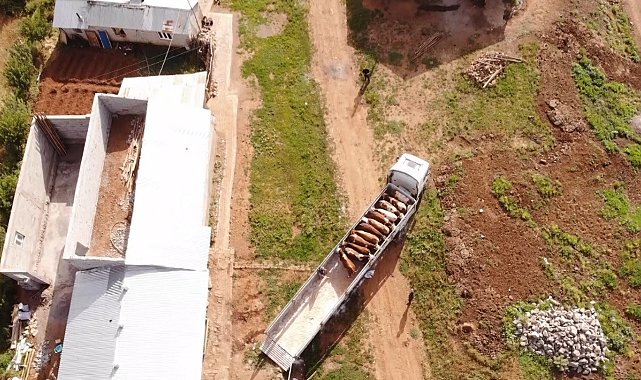 Muş'tan batı illerine kurbanlık sevkiyatı sürüyor