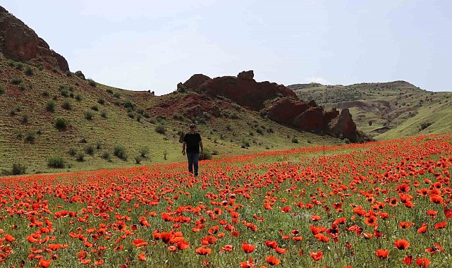 Oltu'da gelincikler ikinci kez açtı