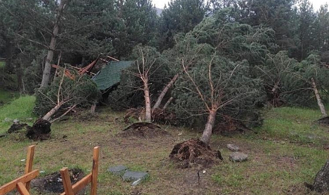 Sarıkamış'ta rüzgar ağaçları yerinden söktü